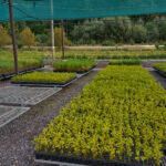 Oslavy 170 let své existence a zároveň 80 let působení České lesnické akademie v Trutnově