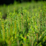 Lesy miluju a školu taky, chci ji dál posouvat, říká Miloš Pochobradský