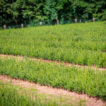 Lesy miluju a školu taky, chci ji dál posouvat, říká Miloš Pochobradský