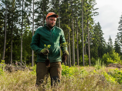 Do Krkonoš se vrací jedle bělokorá, dokáže čelit klimatické změně