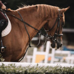 Láska ke koním na celý život