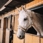 Láska ke koním na celý život