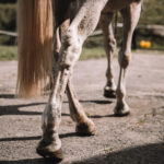 Láska ke koním na celý život