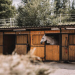 Láska ke koním na celý život