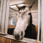 Láska ke koním na celý život