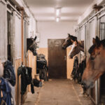 Láska ke koním na celý život