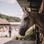 Láska ke koním na celý život