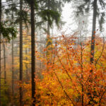 FOTO: Strašidla na Stezce aneb Halloweenské hrátky mezi korunami stromů