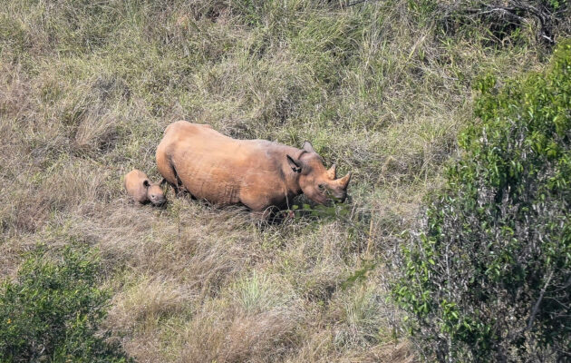 Ve Rwandě se vzácným nosorožcům ze Dvora Králové narodilo třetí mládě