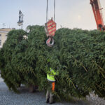 Symbol Vánoc. Třináctimetrový smrk už zdobí Krakonošovo náměstí