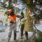 Symbol Vánoc. Třináctimetrový smrk už zdobí Krakonošovo náměstí