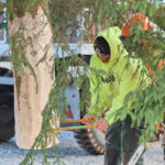Symbol Vánoc. Třináctimetrový smrk už zdobí Krakonošovo náměstí