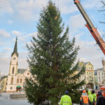Symbol Vánoc. Třináctimetrový smrk už zdobí Krakonošovo náměstí