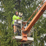 Symbol Vánoc. Třináctimetrový smrk už zdobí Krakonošovo náměstí