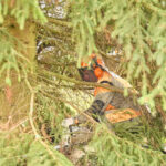 Symbol Vánoc. Třináctimetrový smrk už zdobí Krakonošovo náměstí