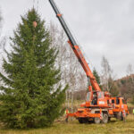 Symbol Vánoc. Třináctimetrový smrk už zdobí Krakonošovo náměstí