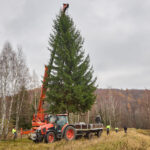 Symbol Vánoc. Třináctimetrový smrk už zdobí Krakonošovo náměstí