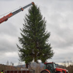 Symbol Vánoc. Třináctimetrový smrk už zdobí Krakonošovo náměstí
