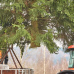 Symbol Vánoc. Třináctimetrový smrk už zdobí Krakonošovo náměstí