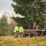 Symbol Vánoc. Třináctimetrový smrk už zdobí Krakonošovo náměstí