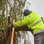 Symbol Vánoc. Třináctimetrový smrk už zdobí Krakonošovo náměstí