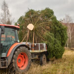Symbol Vánoc. Třináctimetrový smrk už zdobí Krakonošovo náměstí