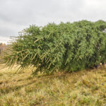 Symbol Vánoc. Třináctimetrový smrk už zdobí Krakonošovo náměstí