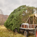 Symbol Vánoc. Třináctimetrový smrk už zdobí Krakonošovo náměstí