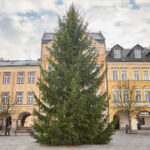 Symbol Vánoc. Třináctimetrový smrk už zdobí Krakonošovo náměstí