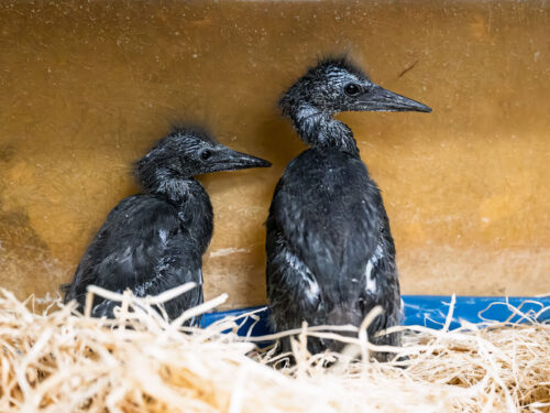 První na světě! Ve dvorské zoo se narodily volavky černé