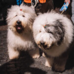 Trutnov rozsvítil vánoční strom, silvestrovský ohňostroj bude u Uffa