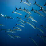 Freediver Pavel Tomm: Chci objevit, co je dál