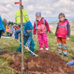Malé ruce, velká věc. Na Kryblici přibyla alej ovocných stromů