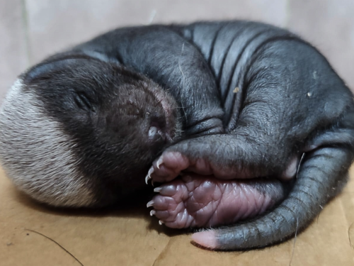 Roztomilá „housenka“, ze které vyroste postrach lvů. Zoo slaví světovou raritu