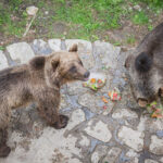 FOTO: Stezka korunami stromů oslavila deváté narozeniny
